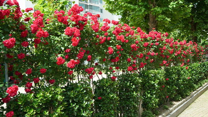Fototapeta na wymiar Red Roses on the Apartment Residence Wall