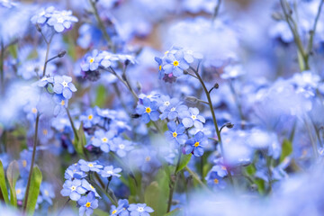 Forget-me-not