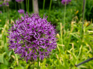 Allium giganteum or giant onion. Onions bloom in early summer.