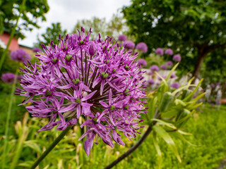Allium giganteum or giant onion. Onions bloom in early summer.