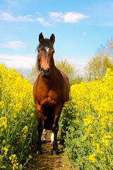 brown horse with black mane stands in a track in the yellow rapeseed field