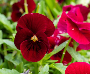 red pansy flowers, close up