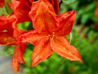 orange rhododendron flower, close up