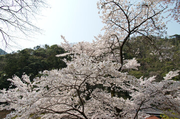 Scenery around Minoh Park in Osaka,Japan.
The cherry blossoms are in full bloom. 