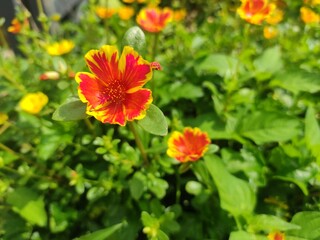 red and yellow flowers