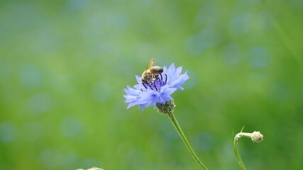 Bee on the Blue Flower in Grass Field Closeup