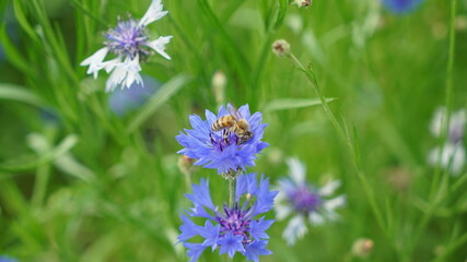 Honey Bee on the Blue Flower in Park Grass Field at Sunny Day