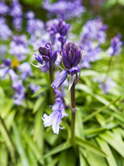 English bluebell, Hyacinthoides non-scripta beginning to bloom