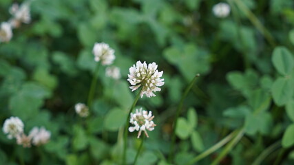White Clover Flower on the Park at Sunny Day