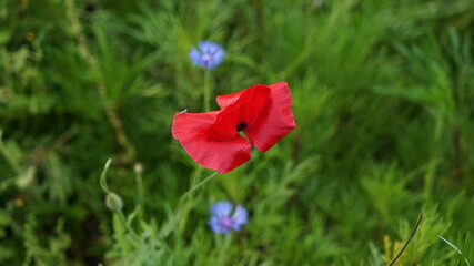 Obraz premium Red Flower on the Park Grass Field at Spring Sunny Day
