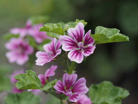 4 695 Best 赤紫 Images Stock Photos Vectors Adobe Stock