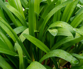 Fototapeta premium water droplets on the leaves