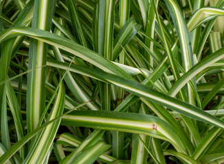 Obraz premium water droplets on the leaves