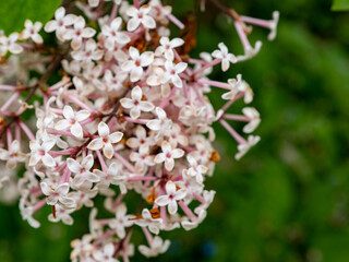 tree of blossoming Manchu sakura.