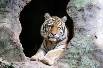 Vista de um lindo Tigre siberiano com cores rajada.
