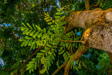 Fototapeta premium tree in the garden