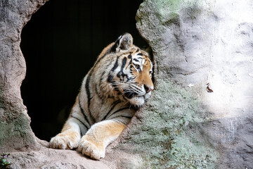 Vista de um lindo Tigre siberiano com cores rajada.
