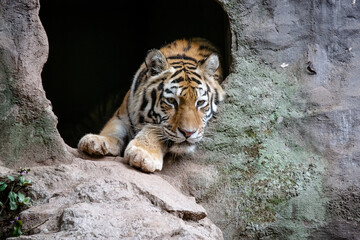 Um imponente tigre siberiano exibe suas belas cores rajadas, com seu olhar intenso e majestoso.