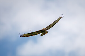 Raubvogel im Flug