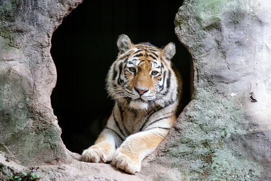 Um imponente tigre siberiano exibe suas belas cores rajadas, com seu olhar intenso e majestoso.