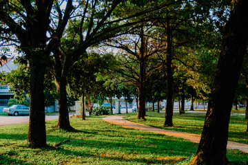 Obraz premium trees in the park