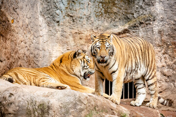 Um imponente tigre siberiano exibe suas belas cores rajadas, com seu olhar intenso e majestoso.