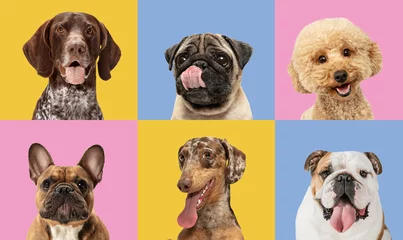 Zelfklevend Fotobehang Art collage made of funny dogs different breeds on multicolored studio background. © master1305
