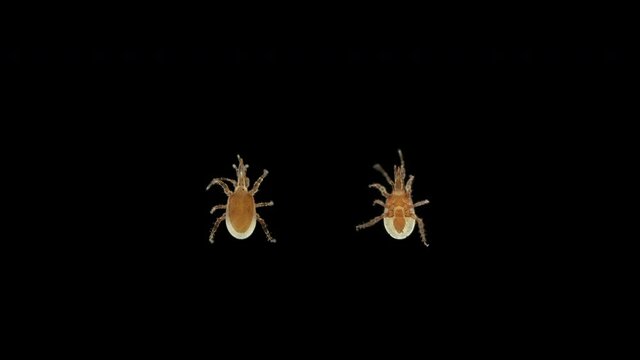 Predatory mite Macrocheles robustulus under a microscope, family Macrochelidae. Used to control plant pests: thrips, insect larvae, Sciaridae ...