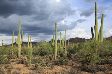 Saguaro National Park in Arizona, USA