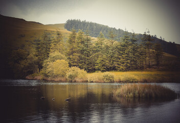 Woodland Mountain Landscape