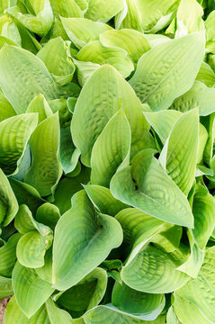 Top view of green August-lily (Hosta plantaginea) leaves