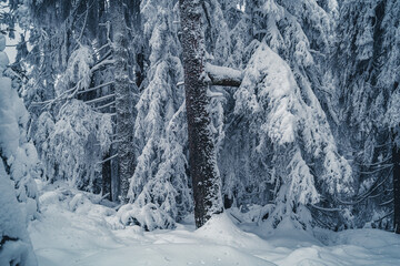 Wintereinbruch im Nationalpark Harz