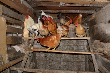 wooden village chicken coop with roosts for hens and roosters  © Elena Bondareva
