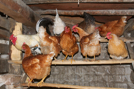 wooden village chicken coop with roosts for hens and roosters 