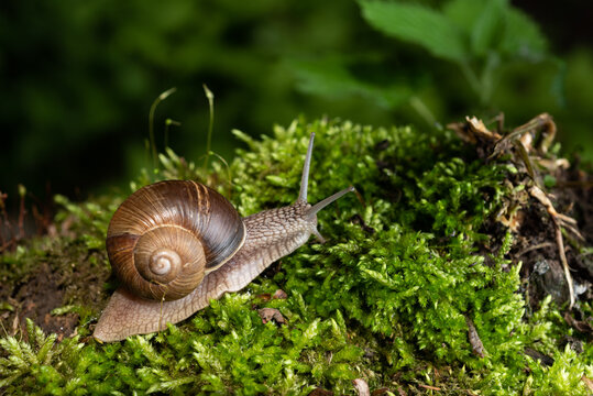 Snail in its natural habitat. The largest snail in Europe against the backdrop of a wild forest.
