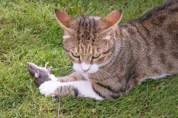 Tabby cat catch and kill a little mouse in a garden