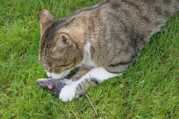 Tabby cat hunting and catching a mouse in a garden