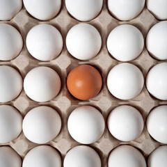 Brown chicken egg among other white eggs. Eggs background. Top view.