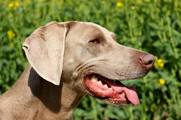 side view head portrait of a gray weimaraner