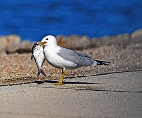 Obraz premium seagull on the beach