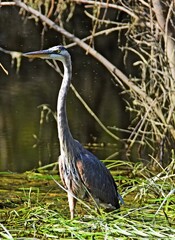 great blue heron