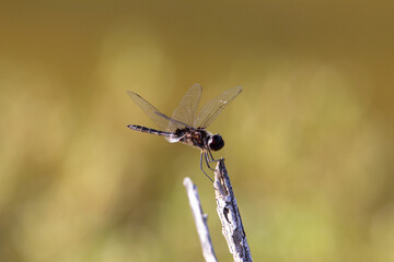 dragonfly on a stick with a natural brown  background