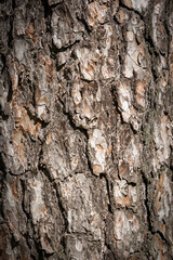 Rough pine tree bark background texture