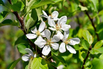 white flowers of apple