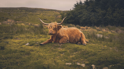 bull elk in the mountains