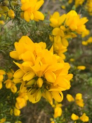 yellow flowers in the garden