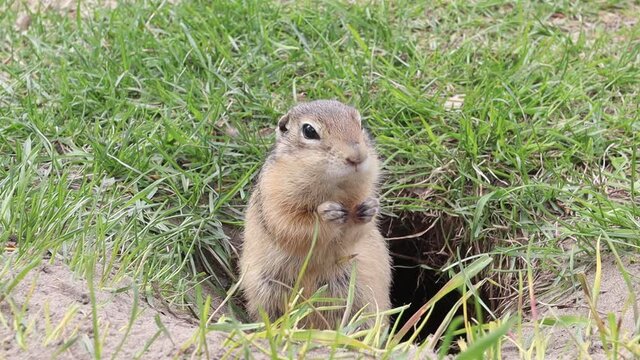 Wild gopher eating carrot. A groundhog sitting at its burrow on the grass