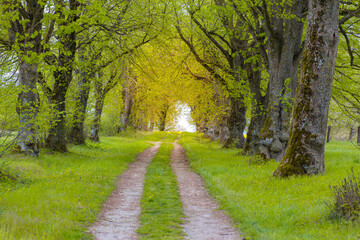 Fototapeta na wymiar Springtime alley road, leading to yellow light, located at Bettenfeld, Tauber Valley, South Germany