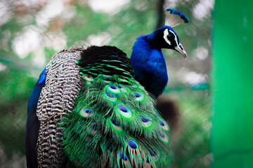 Peacocks are large, colorful pheasants (typically blue and green) known for their iridescent tails
