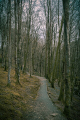 path in the woods